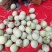 海阳网纹瓜