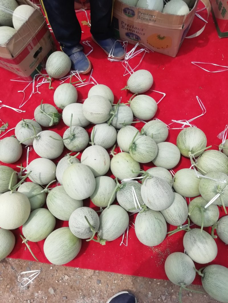 海阳网纹瓜