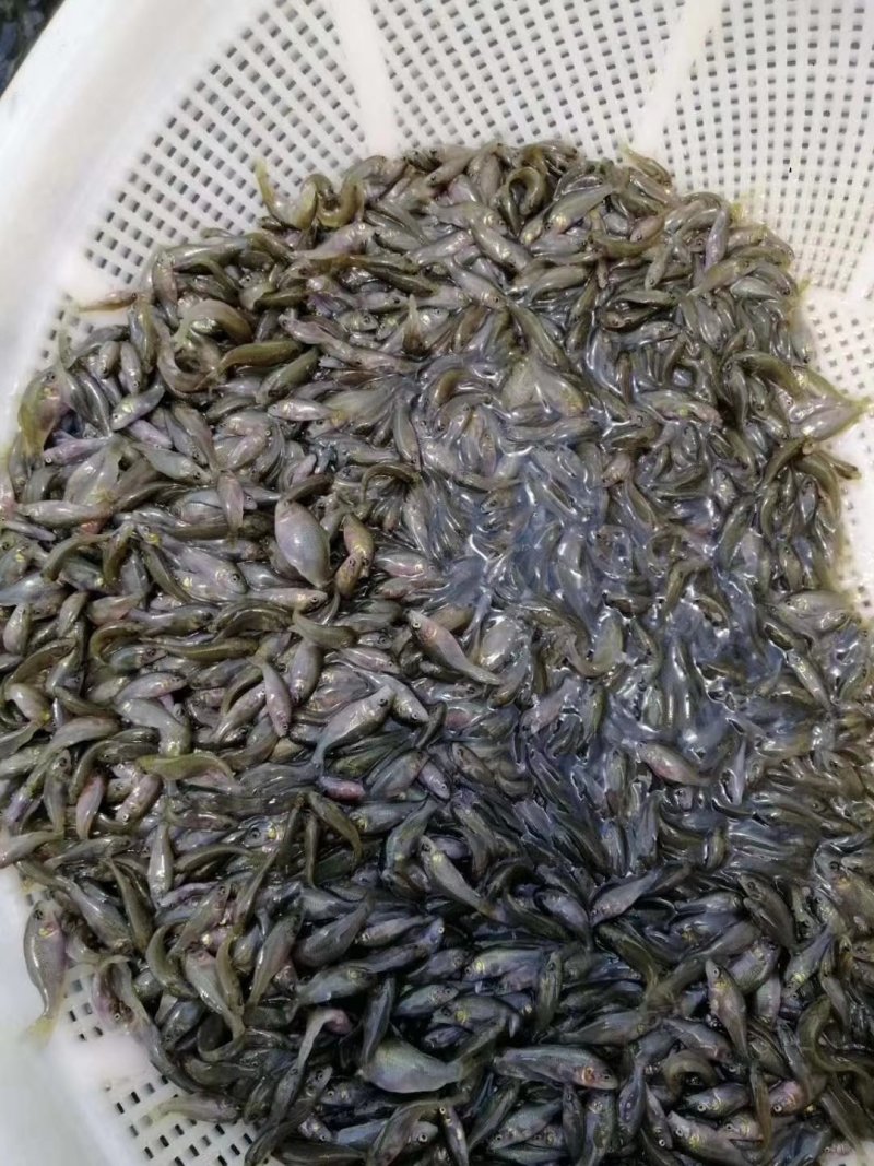 【禾花鲤鱼】禾花鲤鱼苗，稻田鲤鱼苗，场地直供，