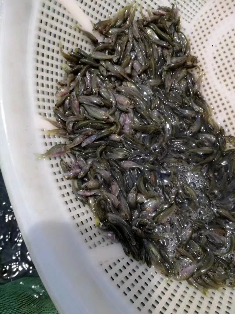 【禾花鲤鱼】禾花鲤鱼苗，稻田鲤鱼苗，场地直供，