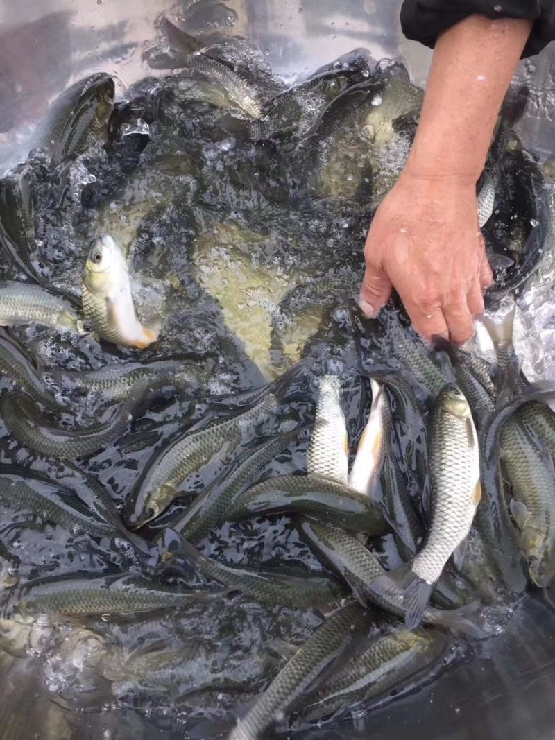 平头草鱼，，，杂交平头草鱼，，草鱼，渔场直销，