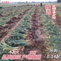 开封大蒜苗子蒜精品把子蒜个头大苗鲜大量上市中