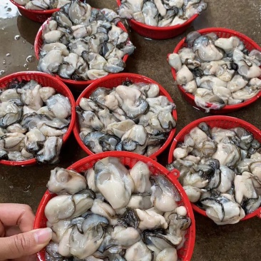 本港大牡蛎耗肉规格都有