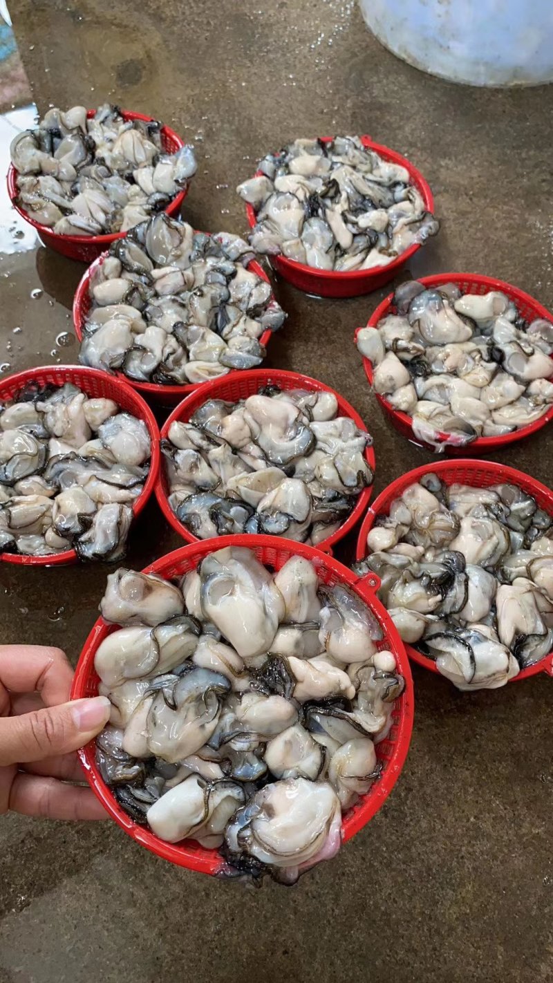 本港大牡蛎耗肉规格都有