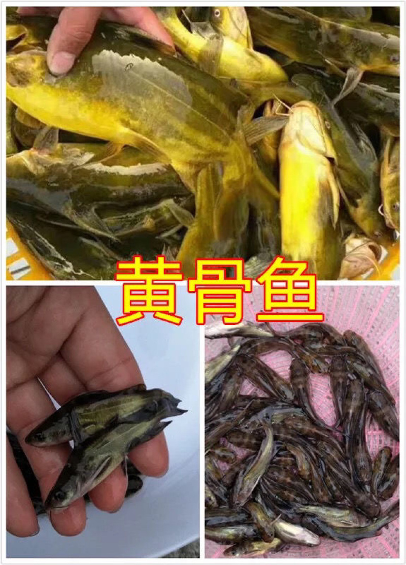 优质全雄黄骨鱼苗黄颡鱼黄丫头黄辣丁活体鱼苗