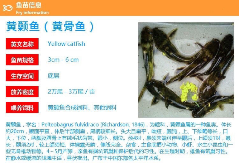 优质全雄黄骨鱼苗黄颡鱼黄丫头黄辣丁活体鱼苗