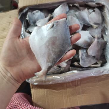白鲳鱼平鱼去头去内脏新鲜冷冻深海10斤一箱100条左右