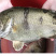 桂花鱼苗活体淡水鱖鱼苗翘嘴鱼肉食性鱼苗包邮