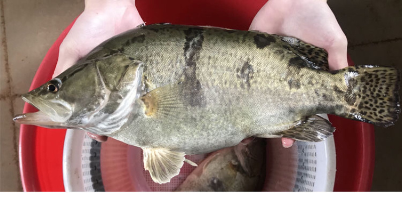 桂花鱼苗活体淡水鱖鱼苗翘嘴鱼肉食性鱼苗包邮
