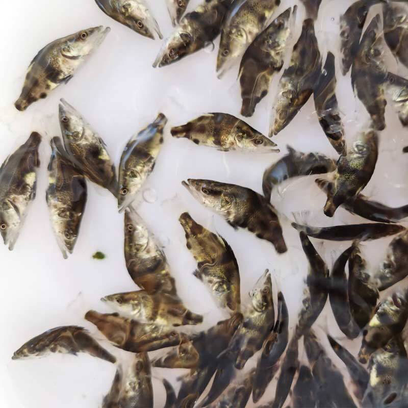 桂花鱼苗活体淡水鱖鱼苗翘嘴鱼肉食性鱼苗包邮