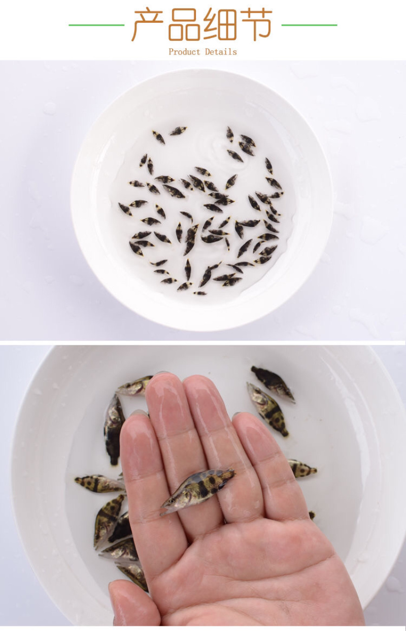 桂花鱼苗活体淡水鱖鱼苗翘嘴鱼肉食性鱼苗包邮