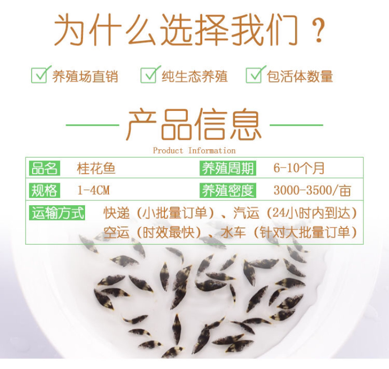 桂花鱼苗活体淡水鱖鱼苗翘嘴鱼肉食性鱼苗包邮