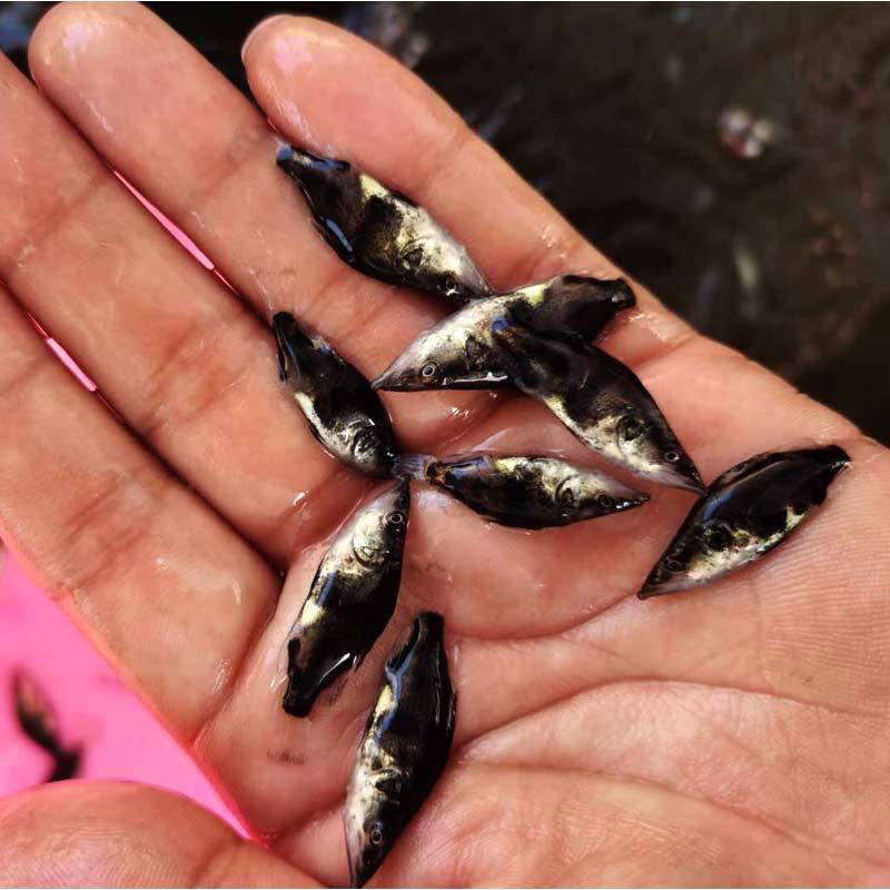 桂花鱼苗活体淡水鱖鱼苗翘嘴鱼肉食性鱼苗包邮