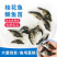 桂花鱼苗活体淡水鱖鱼苗翘嘴鱼肉食性鱼苗包邮