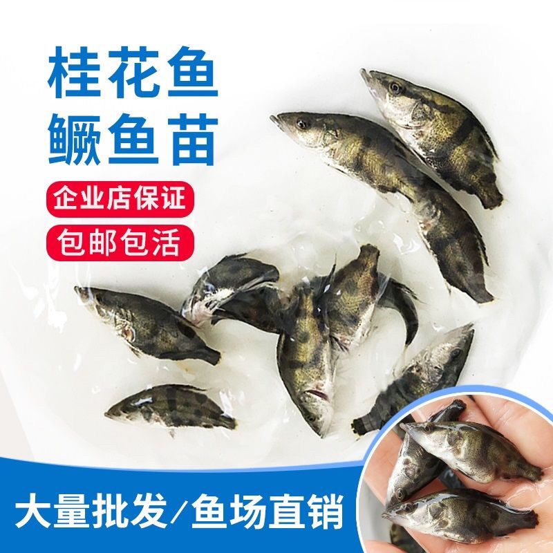 桂花鱼苗活体淡水鱖鱼苗翘嘴鱼肉食性鱼苗包邮
