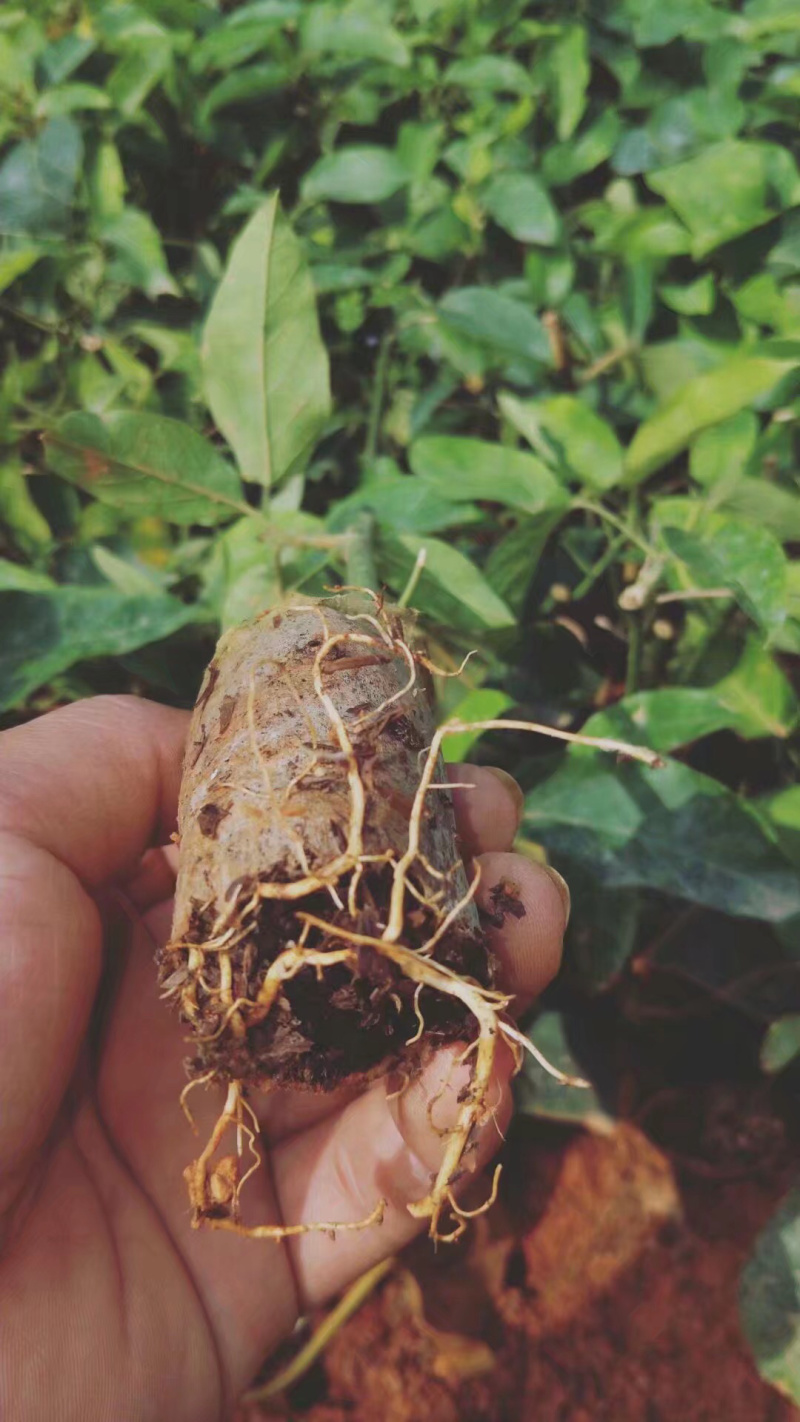 绿皮荔枝百香果苗产量高市场竞争大包挂果