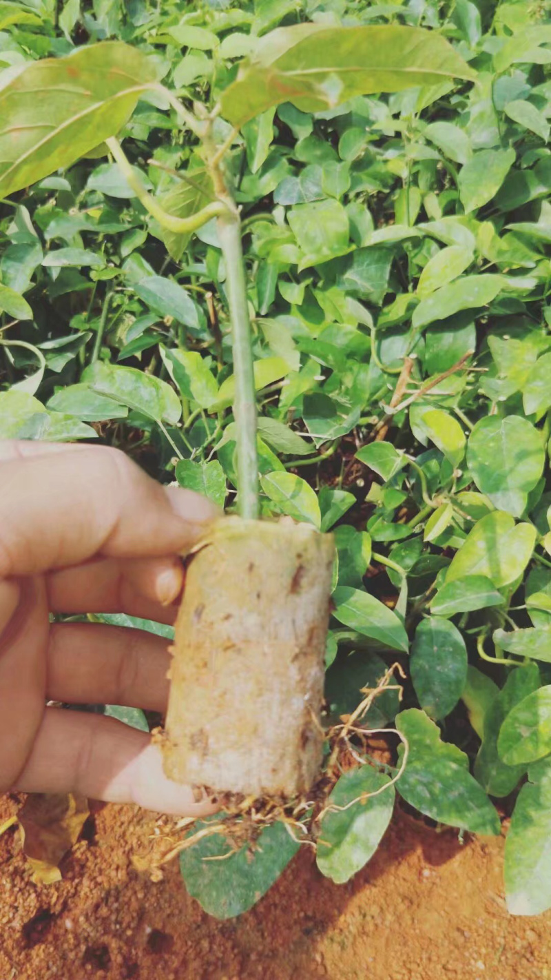 绿皮荔枝百香果苗产量高市场竞争大包挂果