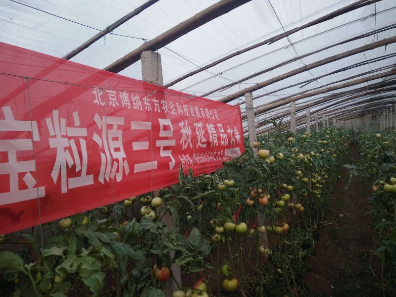 宝粒源3号～让人省心的抗死棵品种