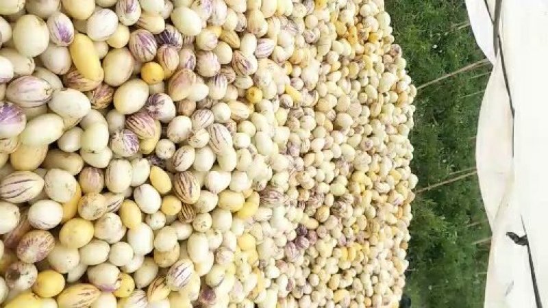 人参果七彩圆果低价出售量大从优云南保山场地直销