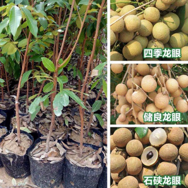 石硖龙眼、四季龙眼、实生苗
