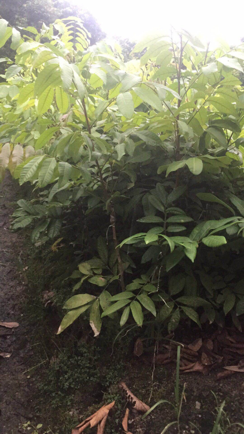 石硖龙眼、四季龙眼、实生苗