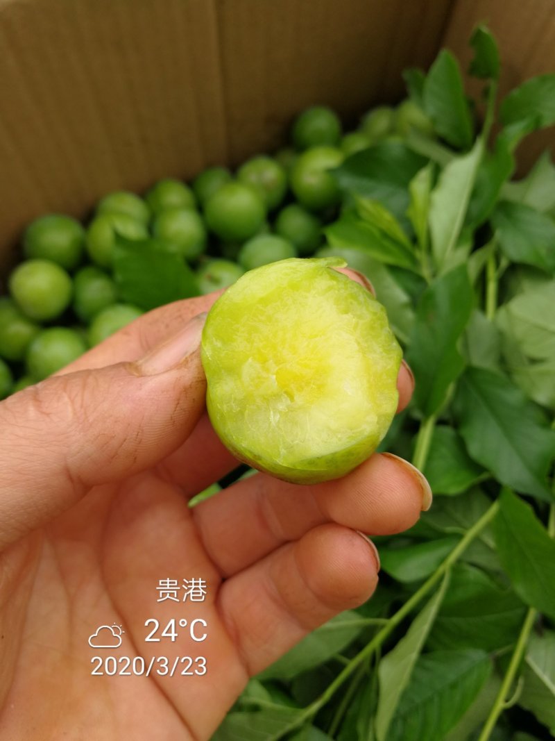 二月李苗特早熟黄肉三华李黄金一号李年头种植年尾结果
