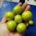 二月李苗特早熟黄肉三华李黄金一号李年头种植年尾结果
