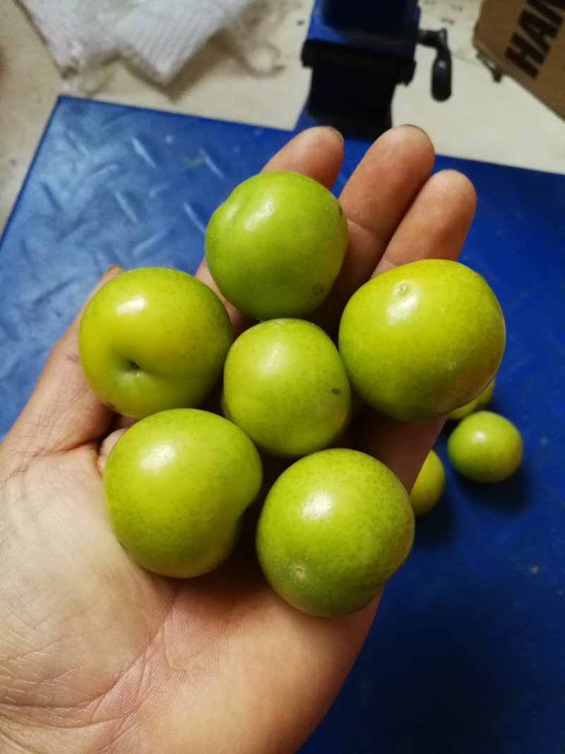 二月李苗特早熟黄肉三华李黄金一号李年头种植年尾结果