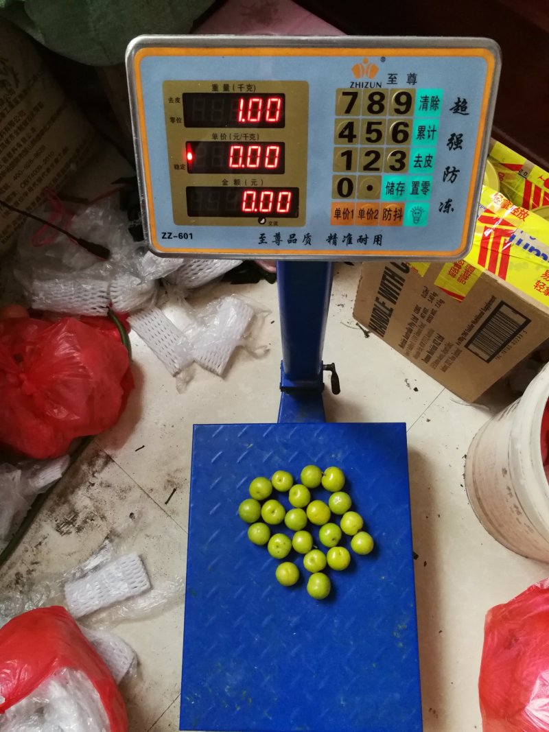 二月李苗特早熟黄肉三华李黄金一号李年头种植年尾结果