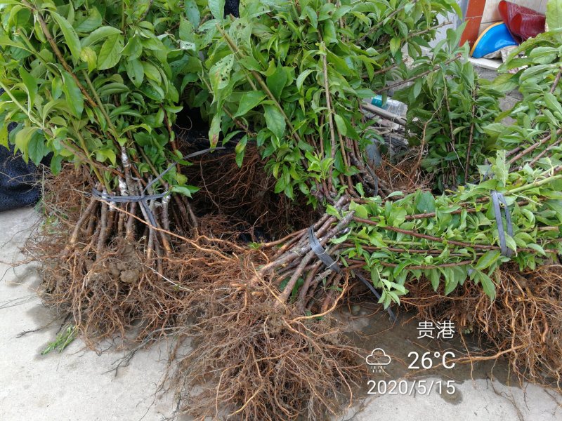 二月李苗特早熟黄肉三华李黄金一号李年头种植年尾结果