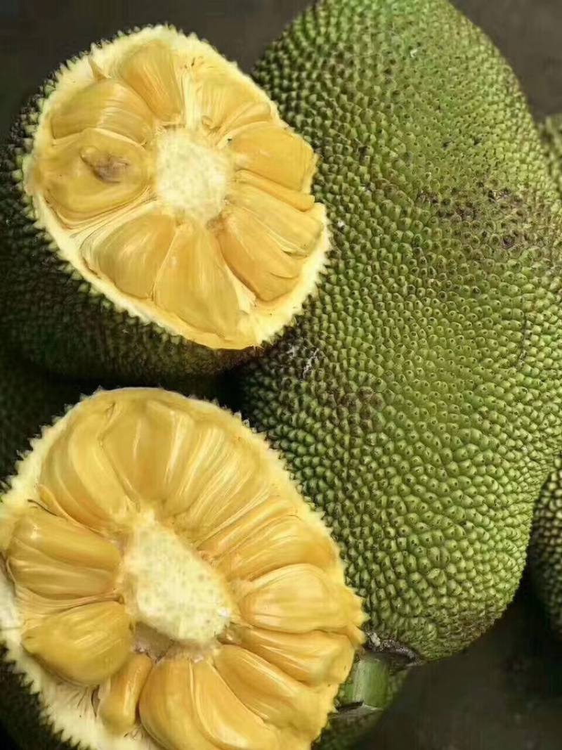 海南菠萝蜜