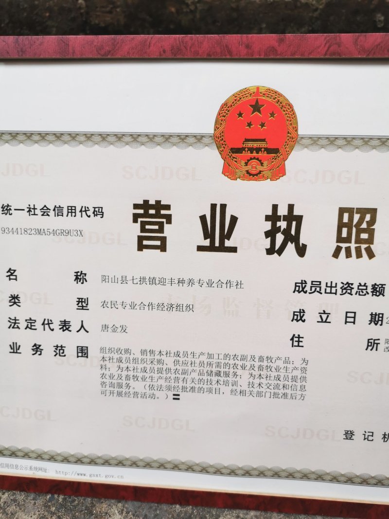 枸杞叶