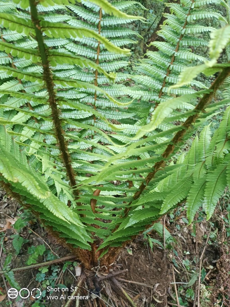 云南野生绵马贯众，货源稳定，需要的老板请多关照