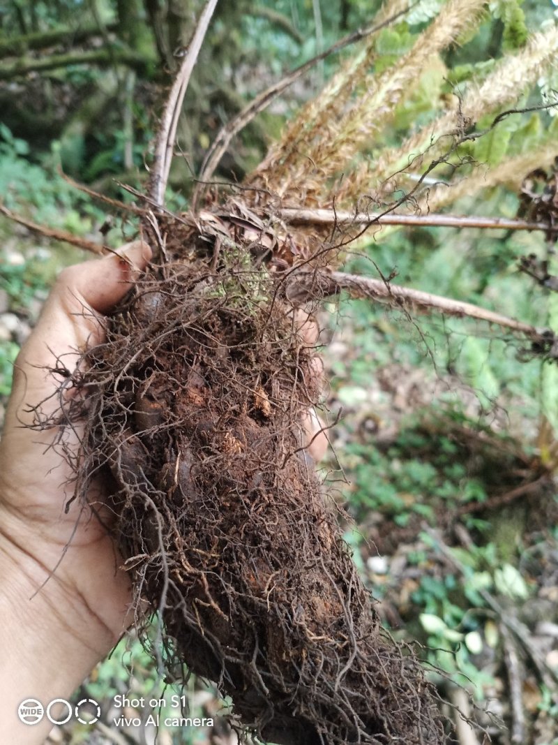 云南野生绵马贯众，货源稳定，需要的老板请多关照