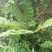 云南野生绵马贯众，货源稳定，需要的老板请多关照