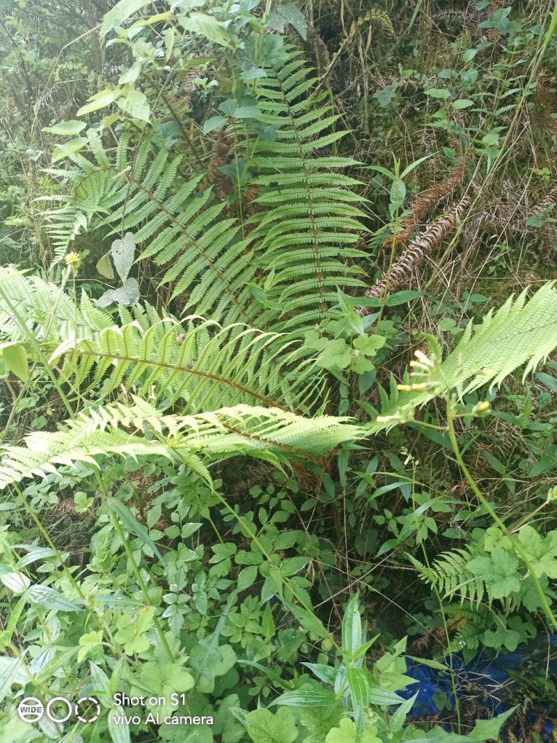 云南野生绵马贯众，货源稳定，需要的老板请多关照
