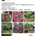 仙进奉荔枝