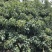 仙进奉荔枝
