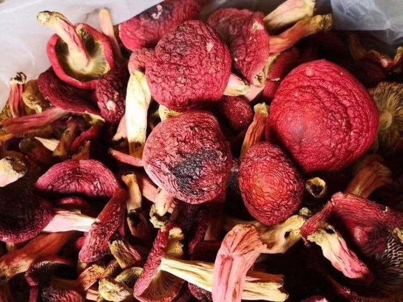 红菇