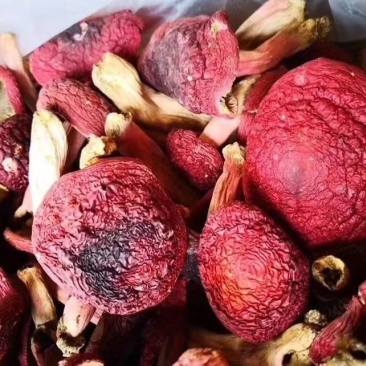 红菇