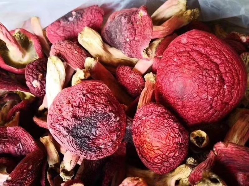 红菇