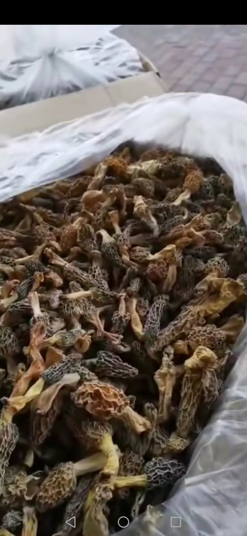 羊肚菌