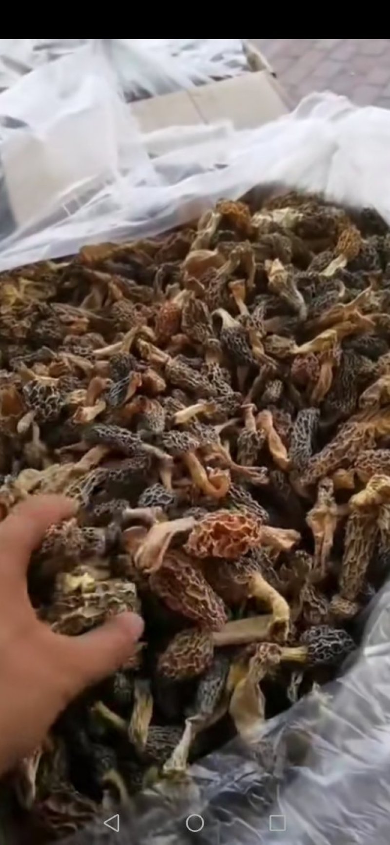 羊肚菌