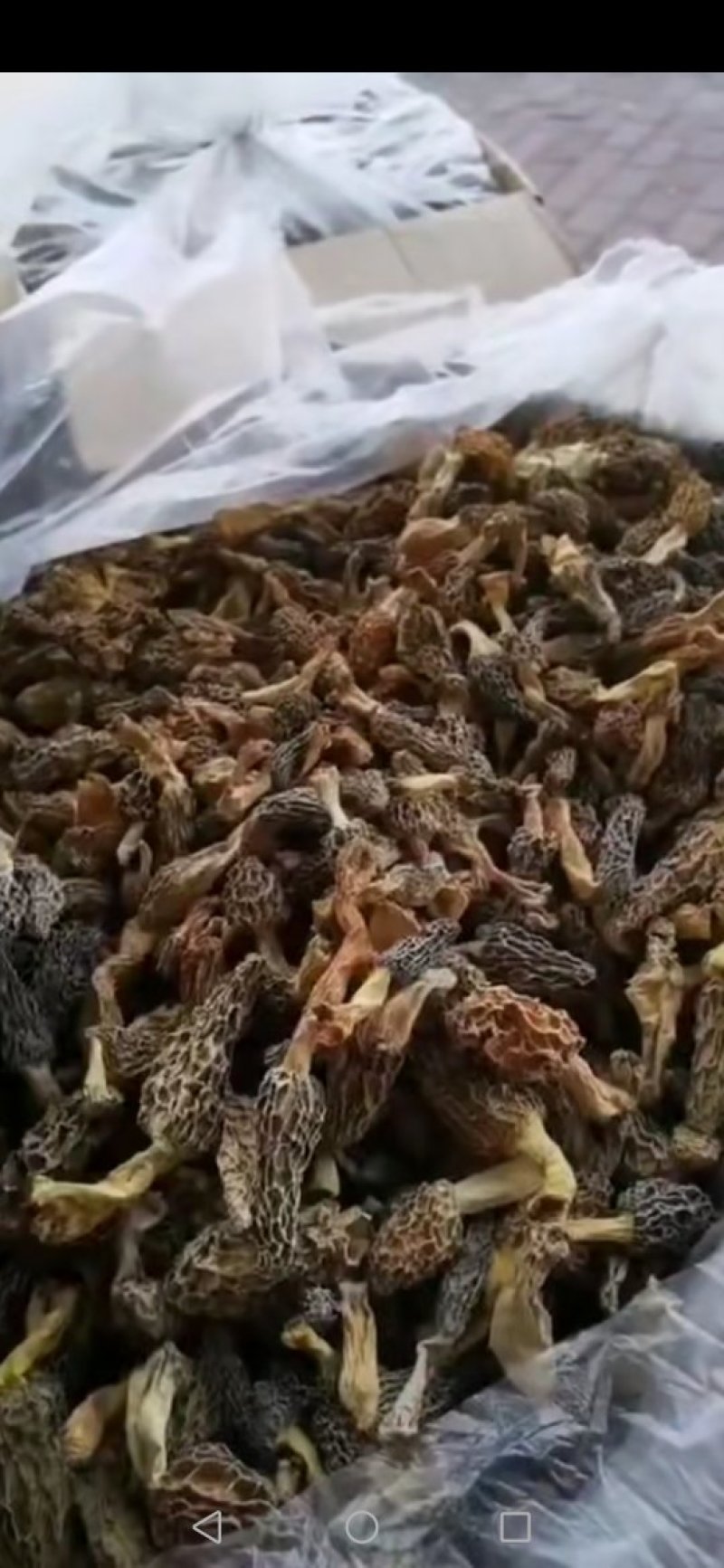 羊肚菌