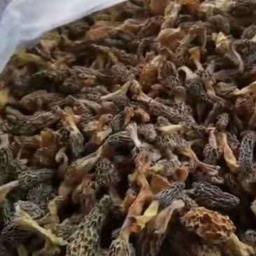 羊肚菌
