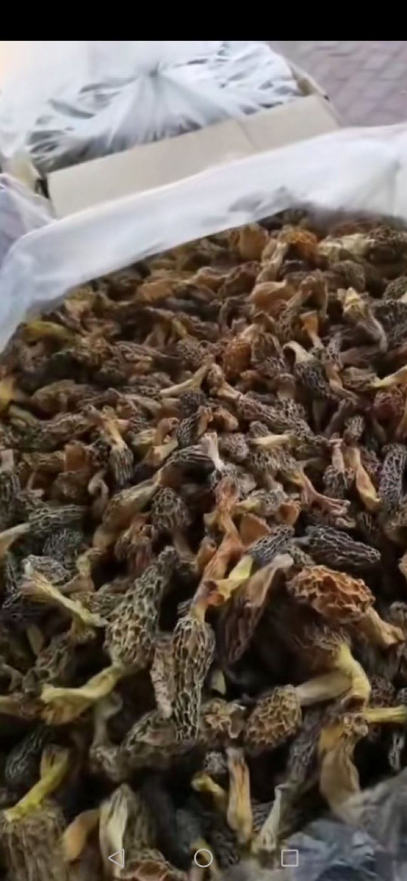 羊肚菌