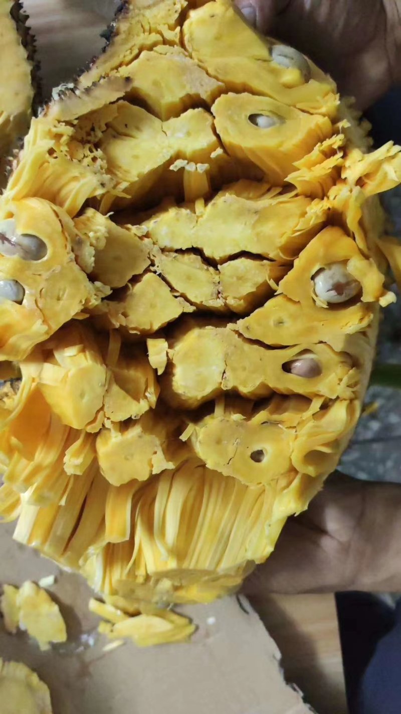 菠萝蜜开始上市量大从优规格10～15斤口感非常好