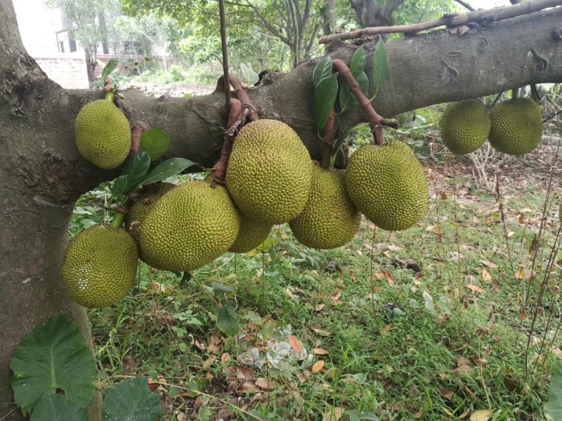 菠萝蜜开始上市量大从优规格10～15斤口感非常好