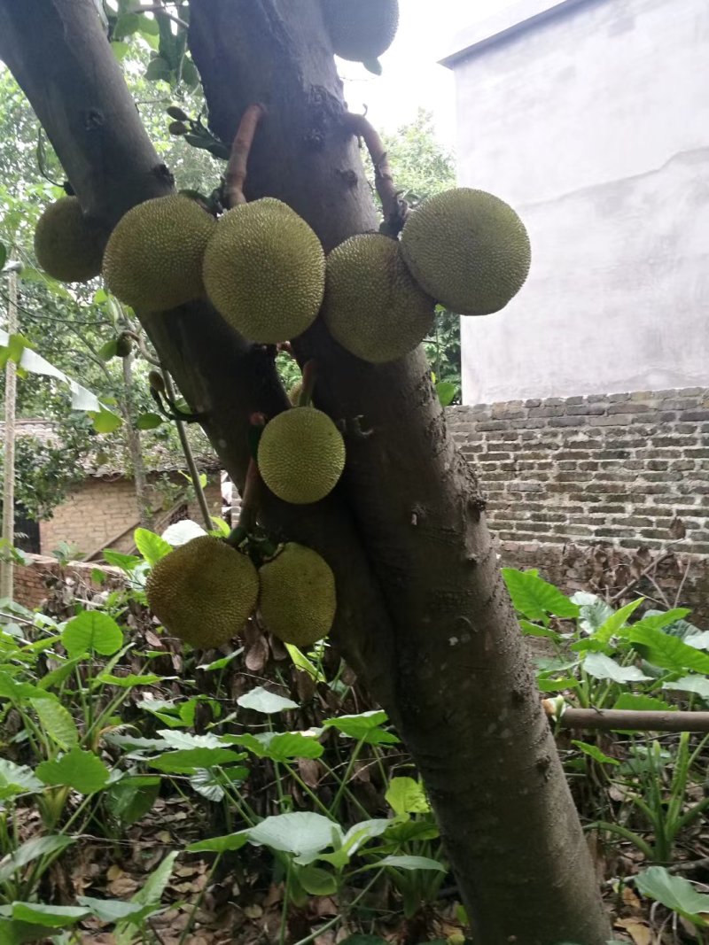 菠萝蜜开始上市量大从优规格10～15斤口感非常好