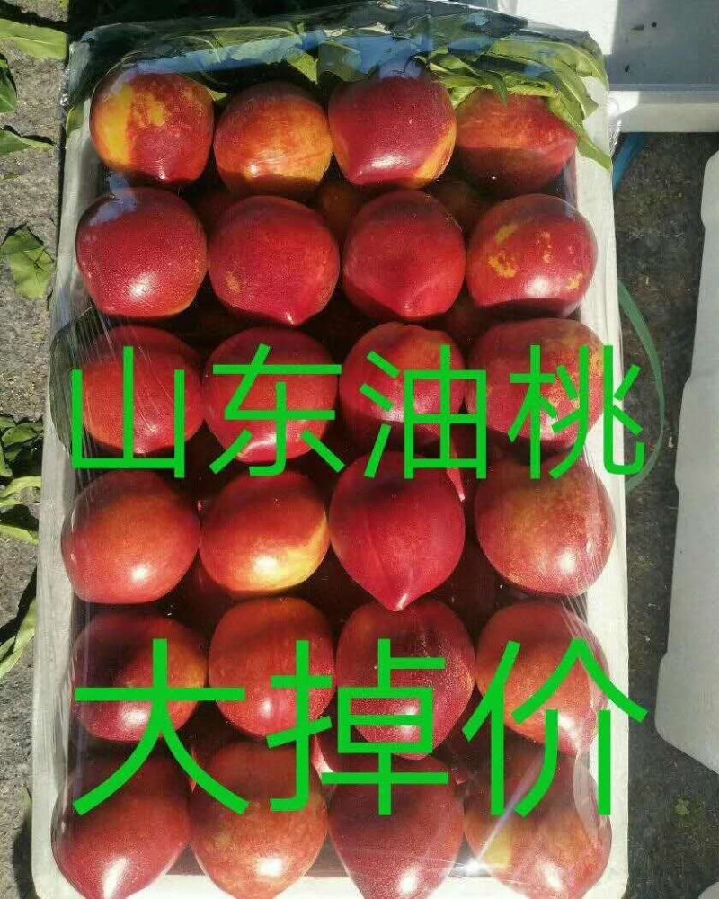 暖棚油桃产地大量上市，口感脆甜！各头均匀！表光好！